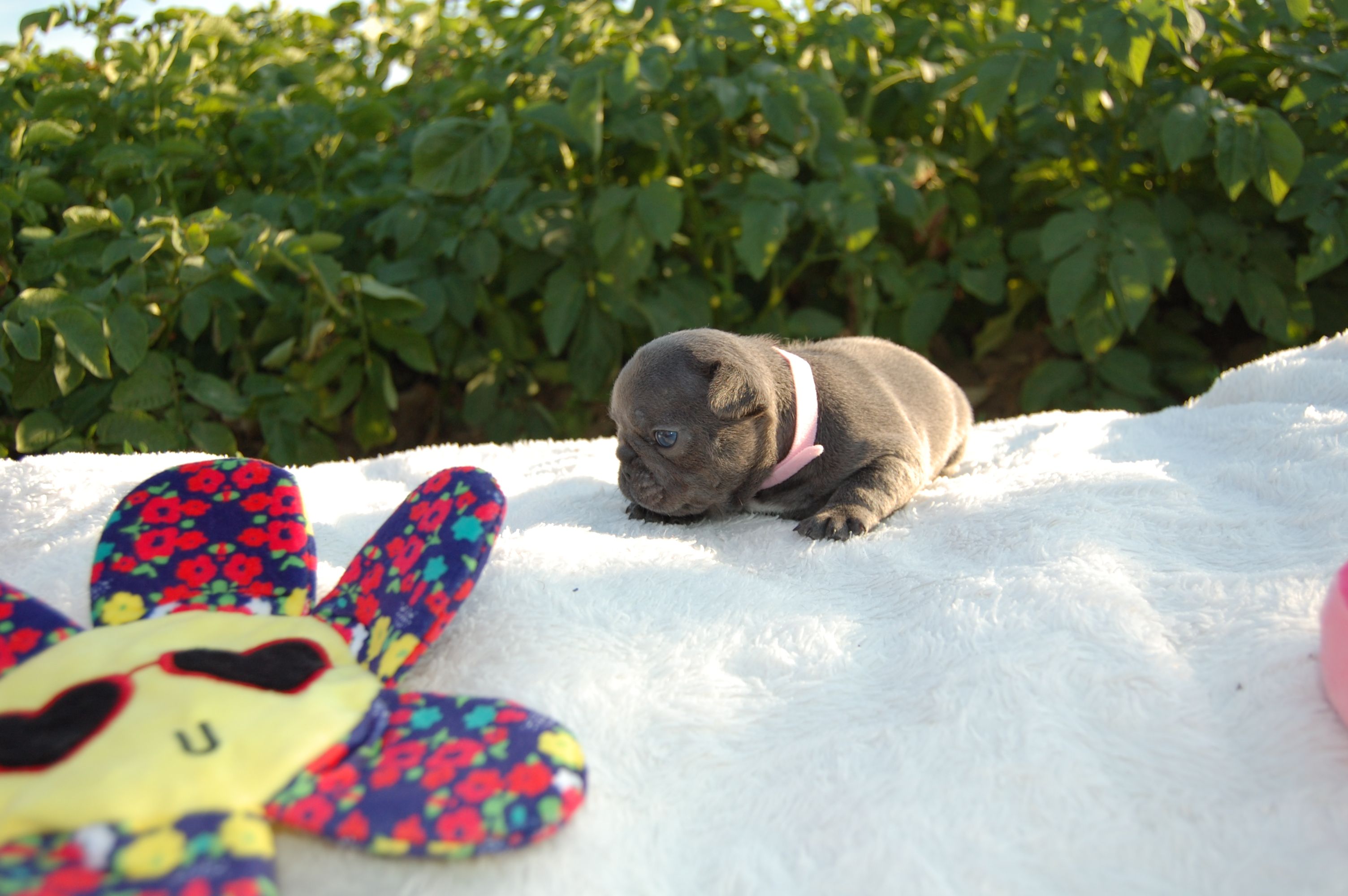 <svg class='pink'></svg> <b>Miss Little Heart</b> <svg class='pink'></svg>